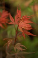 Acer palmatum Shaina 60- 80 cm