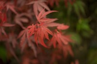 Acer palmatum Shaina 60- 80 cm