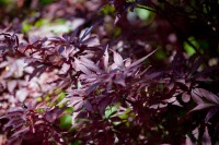 Acer palmatum Shaina 60- 80 cm