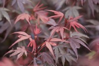 Acer palmatum Shaina 60- 80 cm