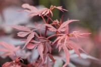 Acer palmatum Shaina 60- 80 cm