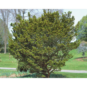 Acer palmatum Shishigashira Sta C 5  Krone Sth. 60-