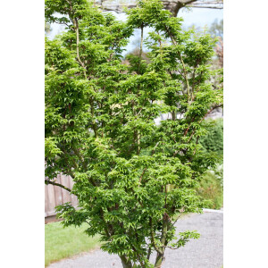 Acer palmatum Shishigashira Sta C 5  Krone Sth. 60-