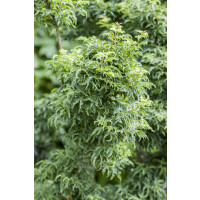 Acer palmatum Shishigashira Stammhöhe 60 cm + Krone