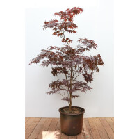 Acer palmatum Skeeters Broom 125- 150 cm