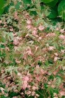 Acer palmatum Taylor  -S- 7,5 L 60- 80