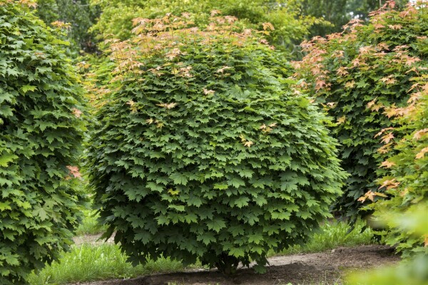 Acer platanoides Globosum Stammhöhe 80 cm + Krone