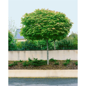 Acer platanoides Globosum Sta C Krone 80-