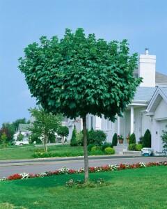 Acer platanoides Globosum Stammhöhe 80 cm + Krone