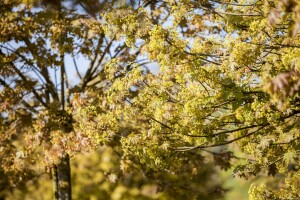 Acer platanoides Globosum Stammhöhe 80 cm + Krone