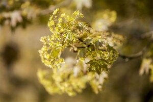 Acer platanoides Globosum Stammhöhe 80 cm + Krone