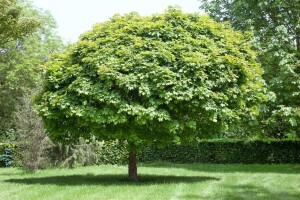 Acer platanoides Globosum Stammhöhe 80 cm + Krone