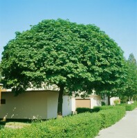 Acer platanoides Globosum Stammhöhe 80 cm + Krone