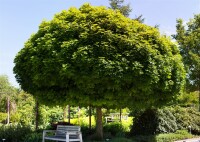 Acer platanoides Globosum Stammhöhe 80 cm + Krone