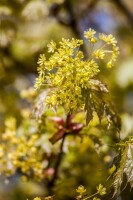 Acer platanoides Globosum Stammhöhe 80 cm + Krone