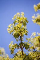 Acer platanoides Globosum Stammhöhe 80 cm + Krone