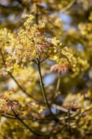 Acer platanoides Globosum Stammhöhe 80 cm + Krone