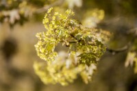 Acer platanoides Globosum Stammhöhe 80 cm + Krone