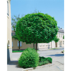 Acer platanoides Globosum Sta C  Krone 125-
