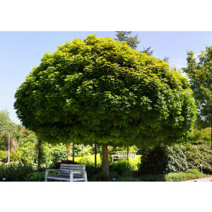 Acer platanoides Globosum Stammhöhe 125 cm + Krone