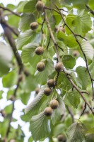 Actinidia arguta 60- 100 cm