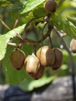 Actinidia arguta 60- 100 cm