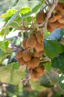 Actinidia arguta 60- 100 cm