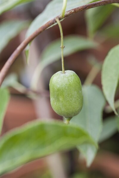 Actinidia arguta Issai 40- 60 cm