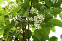 Actinidia arguta Issai 40- 60 cm