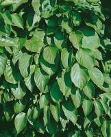 Actinidia arguta Issai 40- 60 cm