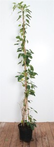 Actinidia arguta Issai 100- 150 cm