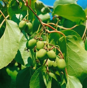 Actinidia arguta Issai kräftig 100- 150 cm