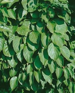 Actinidia arguta Issai kräftig 100- 150 cm