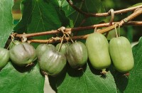 Actinidia arguta Issai kräftig 100- 150 cm