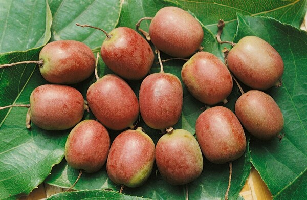 Actinidia arguta Kens Red 100- 150 cm