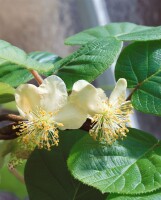 Actinidia arguta Kens Red 100- 150 cm