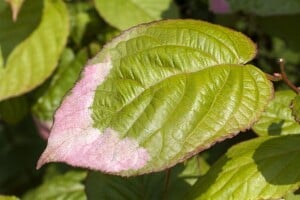 Actinidia kolomikta 60- 100 cm