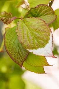 Actinidia kolomikta 100- 150 cm