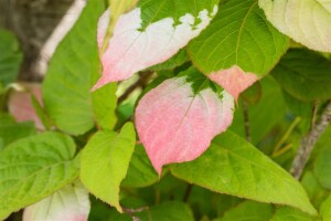 Actinidia kolomikta 100- 150 cm