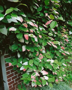 Actinidia kolomikta 100- 150 cm