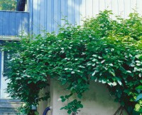 Actinidia kolomikta 100- 150 cm