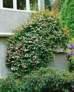 Actinidia kolomikta 40- 60 cm