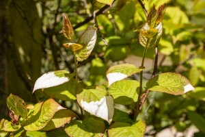 Actinidia kolomikta 40- 60 cm