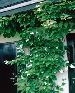 Actinidia kolomikta 40- 60 cm