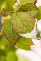 Actinidia kolomikta 40- 60 cm