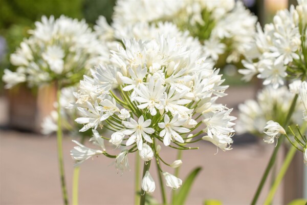 Agapanthus Arctic Star C3