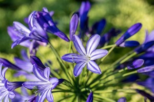 Agapanthus Northern Star C3