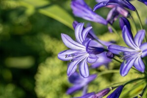 Agapanthus Northern Star C3