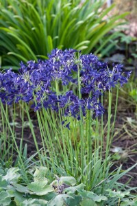 Agapanthus Northern Star C3