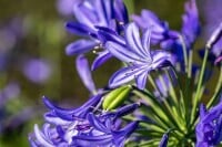 Agapanthus Northern Star C3